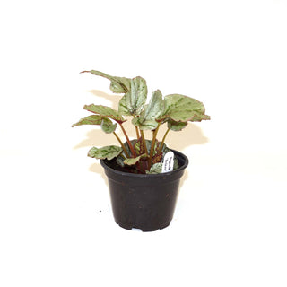 Begonia 'Bolero'