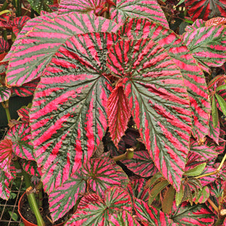 Begonia brevirimosa subsp. exotica