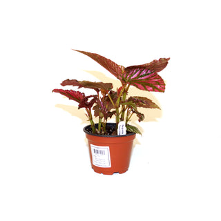 Begonia brevirimosa subsp. exotica