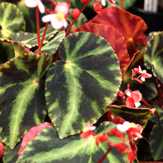 Begonia cleopatrae