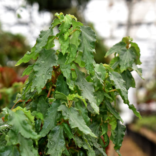 Begonia cubensis