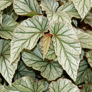 Begonia 'Don Miller'