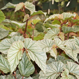 Begonia 'Don Miller'