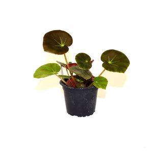 Begonia 'Erythrophylla' "Beef Steak"