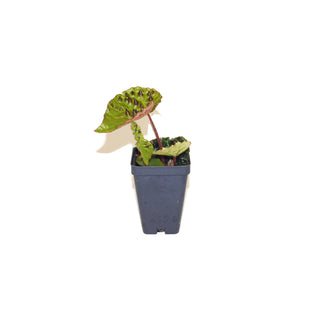 Begonia ferox