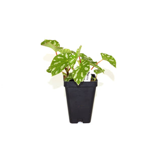 Begonia jiewhoei