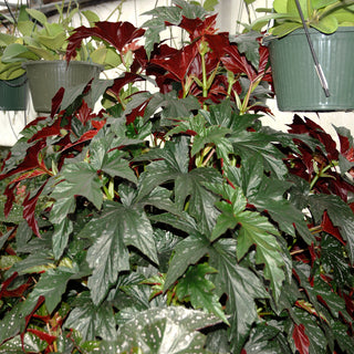 Begonia 'Lady Vanderwilt'