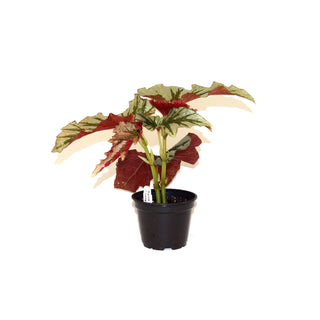 Begonia 'Looking Glass'