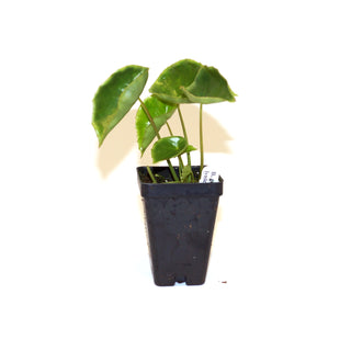 Begonia lyniceorum