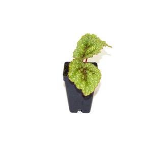 Begonia masoniana