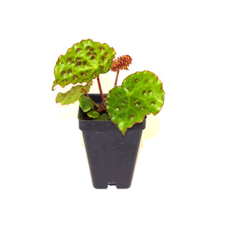 Begonia melanobullata