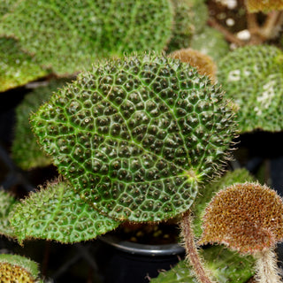 Begonia 'Steve's Leaves Drops of Jupiter'
