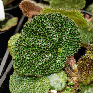 Begonia 'Steve's Leaves Drops of Jupiter'