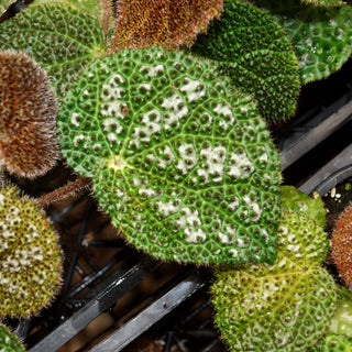 Begonia 'Steve's Leaves Drops of Jupiter'