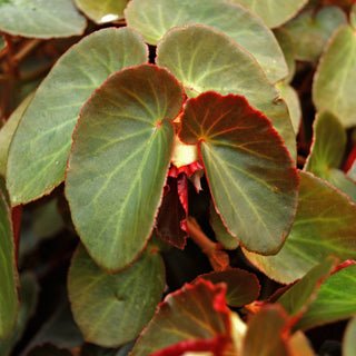 Begonia 'Panasoffkee'