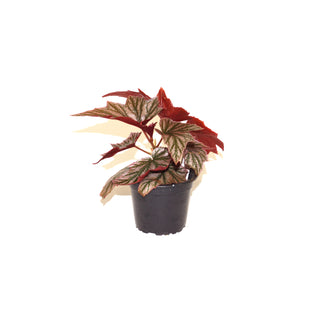 Begonia 'Pink Minx'