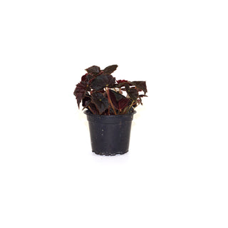 Begonia 'Prince Noir'