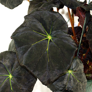 Begonia 'Prince Noir'