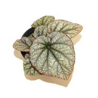 Begonia 'Sally Savelle'