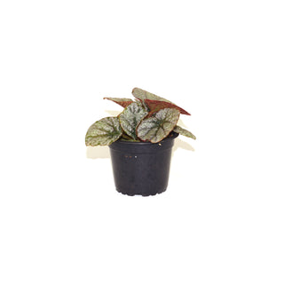 Begonia 'Sally Savelle'
