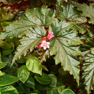 Begonia serratipetala