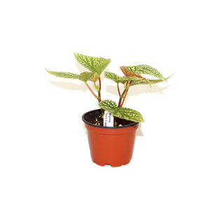 Begonia 'Snow Capped'