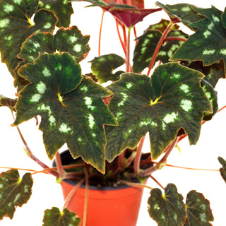 Begonia aff. palmata