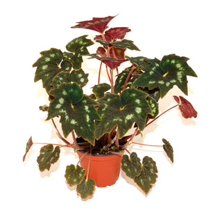 Begonia aff. palmata