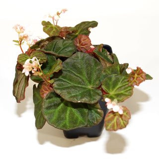 Begonia sp. Sarawak