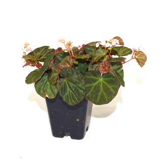 Begonia sp. Sarawak
