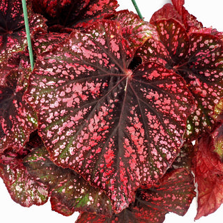 Begonia 'Steve's Leaves Burning Embers'