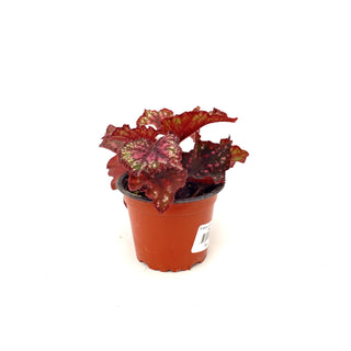 Begonia 'Steve's Leaves Burning Embers'