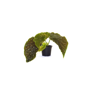 Begonia 'Steve's Leaves Essence de Rose'