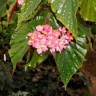 Begonia 'Steve's Leaves Essence de Rose'