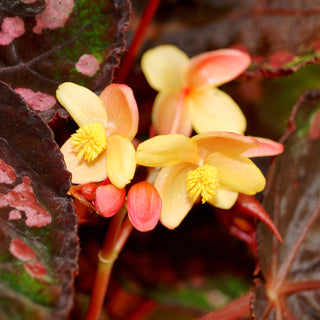 Begonia 'Steve's Leaves Yellow Jacket'