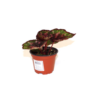 Begonia 'Steve's Leaves Yellow Jacket'