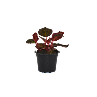 Begonia 'Steve's Leaves Green Lightning'