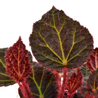 Begonia 'Steve's Leaves Green Lightning'