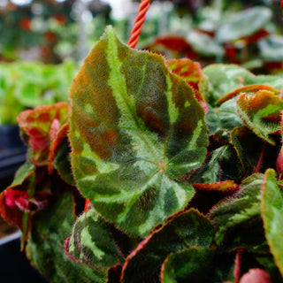 Begonia turrialbae