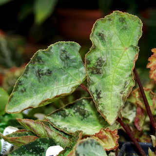 Begonia wiformis