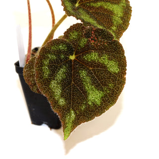 Begonia variegata (Grey Form)