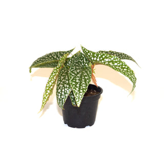 Begonia 'White Ice'