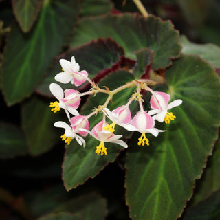 Begonia 'Withlacoochee'