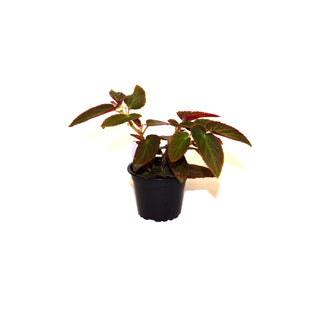 Begonia 'Withlacoochee'