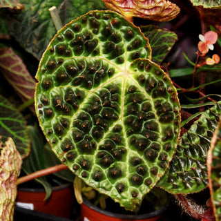 Begonia ferox
