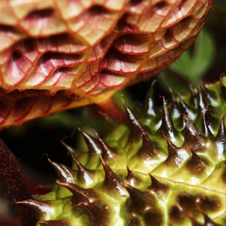 Begonia ferox