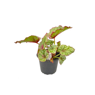 Begonia 'Venetian Red'