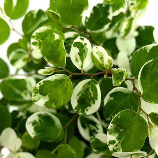 Breynia disticha 'Minima' (Snow Bush)