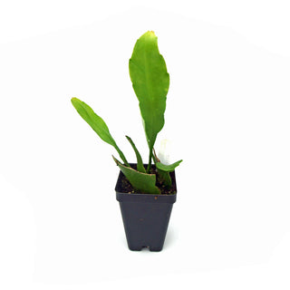 Epiphyllum oxypetalum (Night Blooming Cereus)