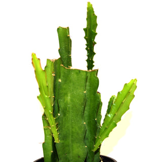 Epiphyllum UNK Hybrid (Red Flower)